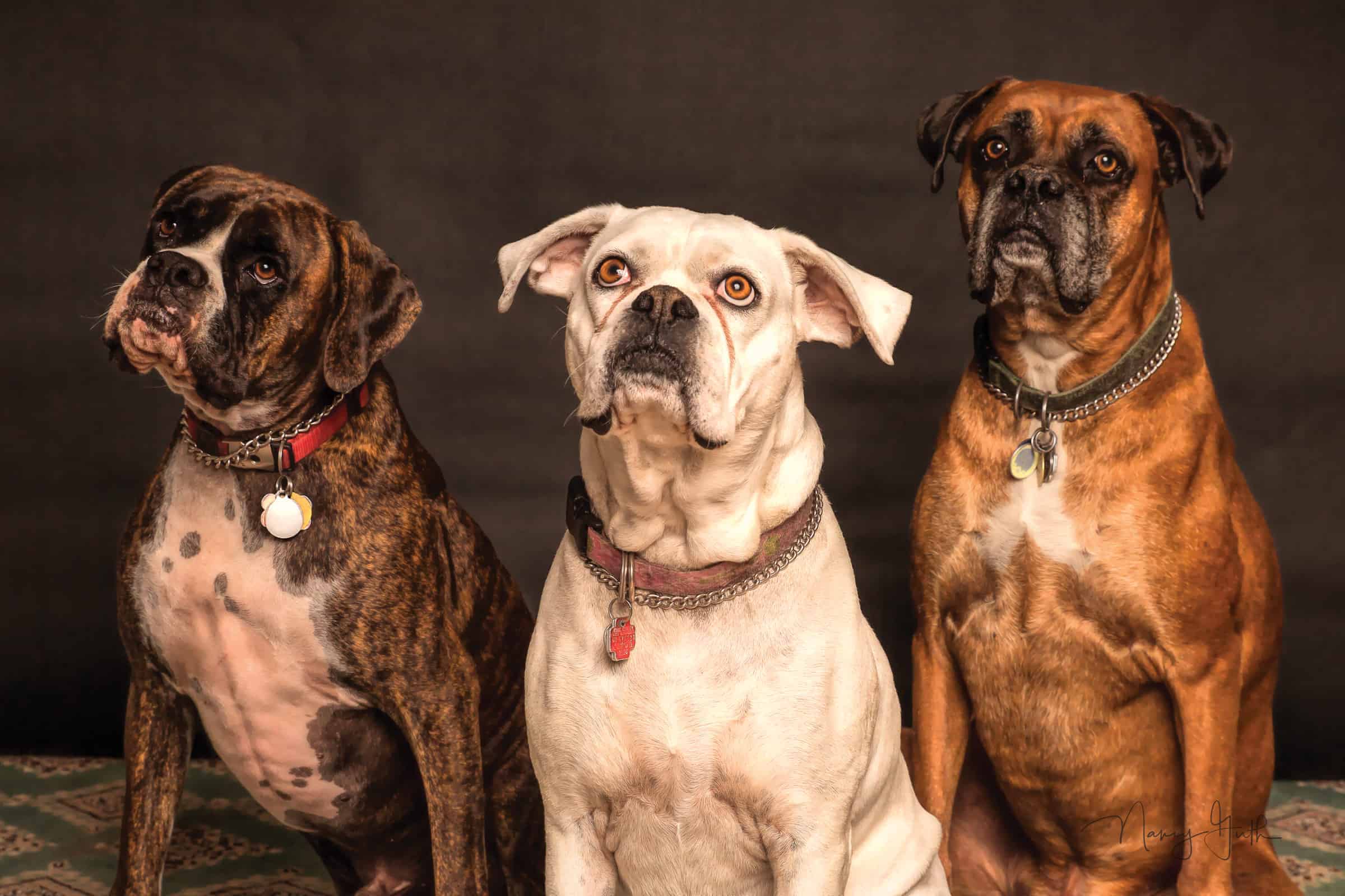 Featured image for “All Dogs Go to Heaven. Right?”