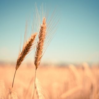 wheat-grain